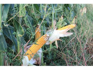 Property photo 69 - LAND AUCTION, 3255+/- Acres offered in 13 Tracts